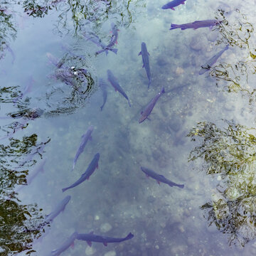 Overhead view of Rainbow Trout in Nature Center aquarium