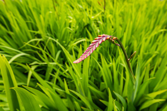 Close-up of plants growing at Caly Poly University Arboretum
