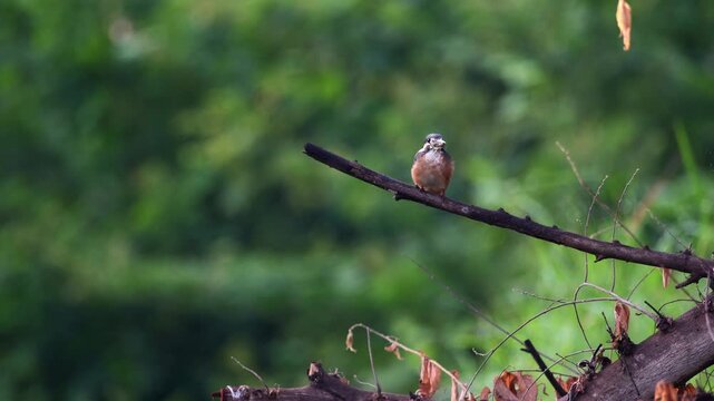 Common kingfisher (Alcedo atthis), male with fish