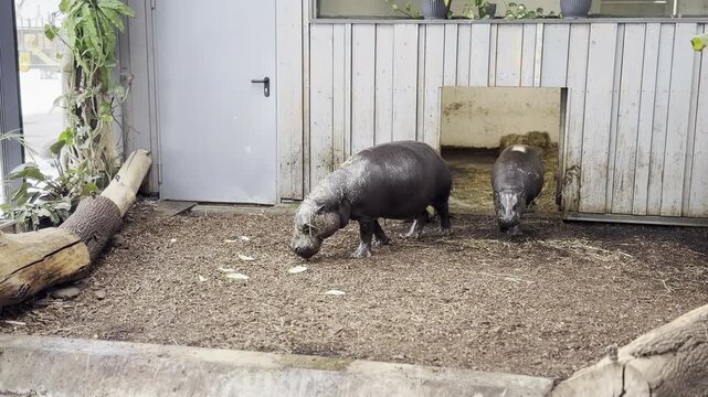 Two potbellied pigs grazing in indoor enclosure