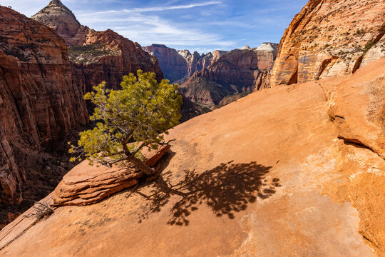 Lone pine tree at Zion Canyon Overlook