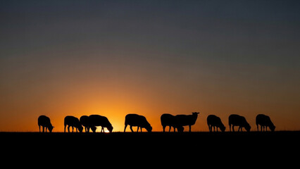 Obraz premium Silhouette of a flock of sheep grazing on the horizon during a vibrant sunset: Rural landscape