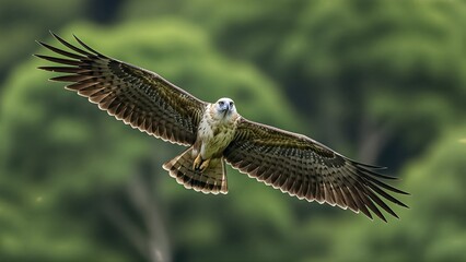 Obraz premium Majestic Philippine Eagle in flight, showcasing its impressive wingspan against a blurred green forest background.