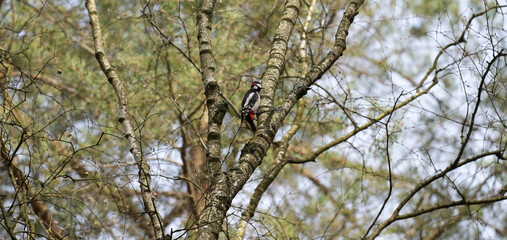 Dzięcioł duży (Dendrocopos major) siedzący na gałęzi, pniu drzewa, w lesie  © Joanna
