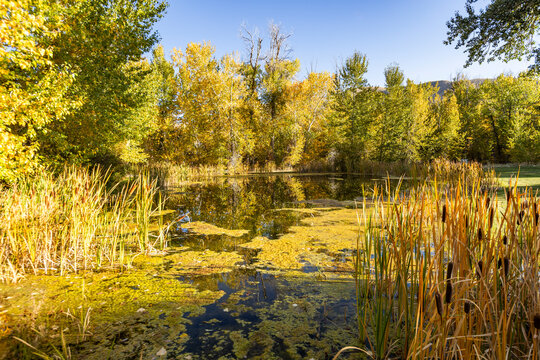 Cattails and tall grass growing on pond near Big Wood River