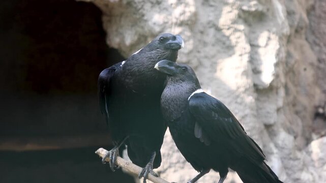 Two black ravens perched closely on a branch, engaging in mutual grooming behavior against a rocky background in a natural habitat setting