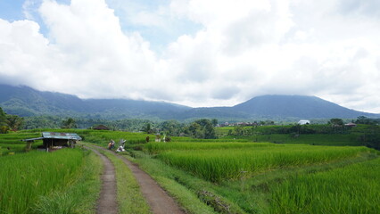 Fototapeta premium Wide View of Jatiluwih Rice Terraces with Path in Bali Indonesia