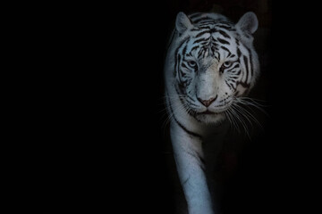 Obraz premium Tigre blanc sur fond noir
