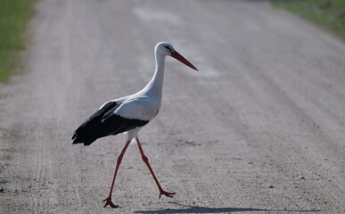Bocian biały (Ciconia ciconia) idący po polnej, piaszczystej drodze wczesną wiosną © Joanna