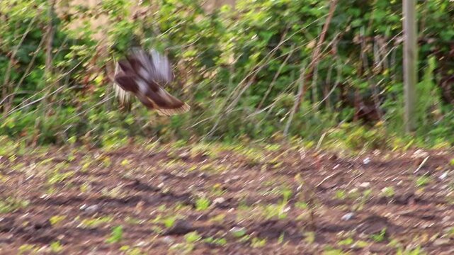 Hunting buzzard on field sitting and walking on field to hunt for prey like mice and rats or little birds. The mighty buzzard as hunting bird of prey lurks on agricultural field for little animals