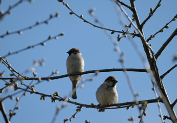 Wróbel domowy (passer domesticus) i mazurek (passer montanus) siedzące na gałęzi drzewka owocowego wczesną wiosną, na tle nieba © Joanna