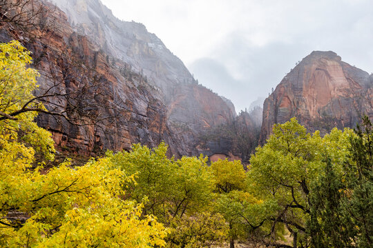 Trees and rock formations at Zion Canyon during snowstorm