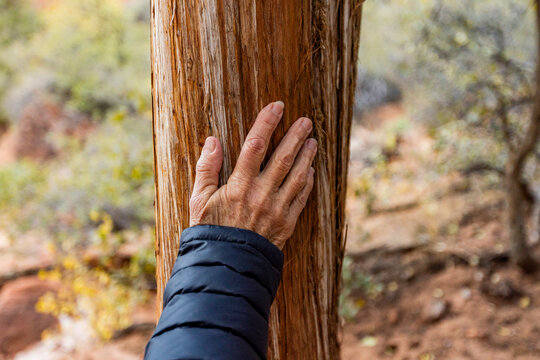 Close-up of senior woman's hand on Juniper tree trunk