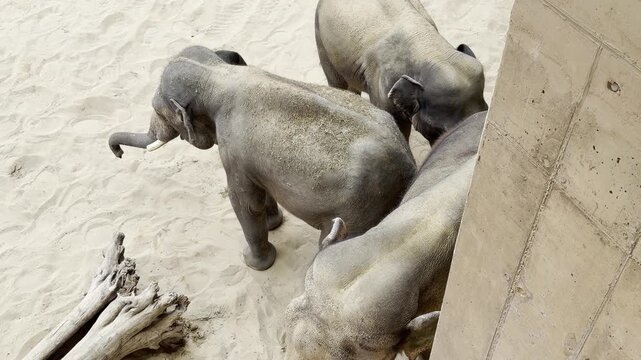 Three elephants from above on sandy ground
