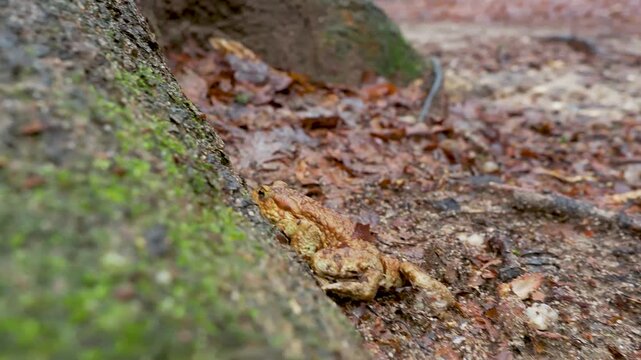 Common toad closeup in forest amphibian wildlife biodiversity handheld video