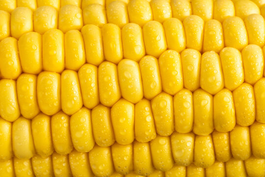 Closeup of corn on the cob with water droplets 