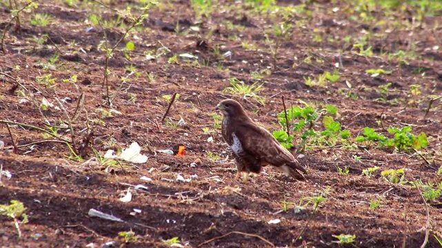 Hunting buzzard on field sitting and walking on field to hunt for prey like mice and rats or little birds. The mighty buzzard as hunting bird of prey lurks on agricultural field for little animals