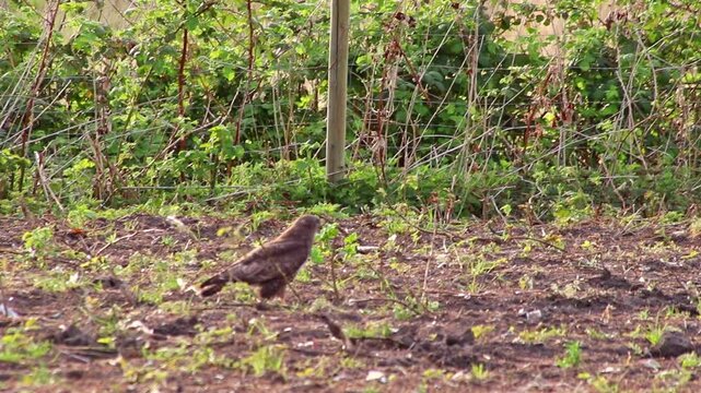 Hunting buzzard on field sitting and walking on field to hunt for prey like mice and rats or little birds. The mighty buzzard as hunting bird of prey lurks on agricultural field for little animals