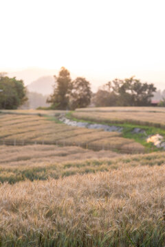 Golden wheat field at sunset during golden hour