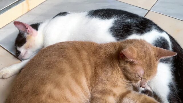 Two Adorable Cats Sleeping Together on the Tiled Floor