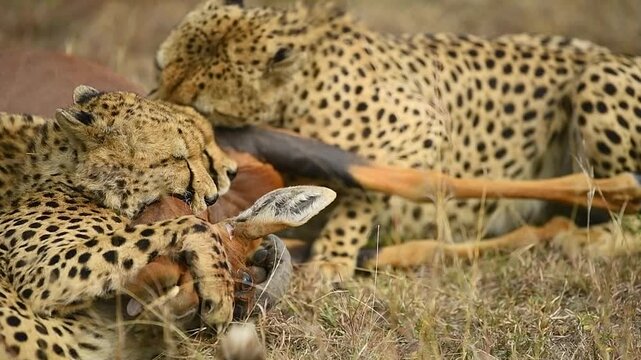 A group of cheetah on the grass killing a topi by strangling it's neck.
