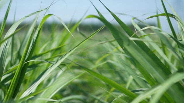 Healthy sugarcane crop in active growth stage with dense green leaves. Shows strong plant development, proper field management, and conditions for high yield in sustainable farming.