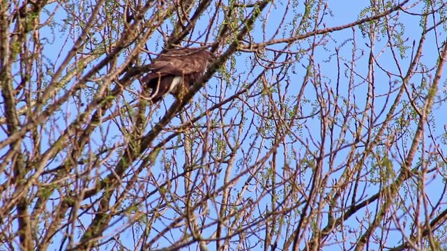 Hunting buzzard on field sitting and watching on branch to hunt for prey like mice and rats or little birds. The mighty buzzard as hunting bird of prey lurks on agricultural field for little animals
