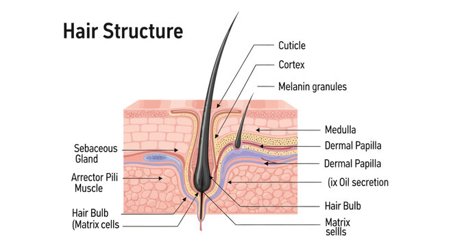 Diagram illustrating the detailed cross-section of human hair structure, including the follicle, sebaceous gland, and arrector pili muscle.