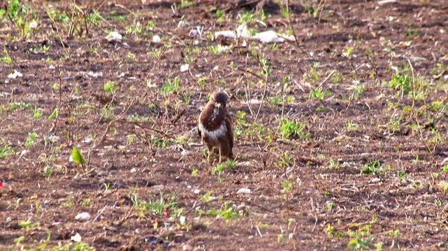 Hunting buzzard on field sitting and walking on field to hunt for prey like mice and rats or little birds. The mighty buzzard as hunting bird of prey lurks on agricultural field for little animals