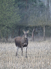 Łoś euroazjatycki (Alces alces) stojący na polu skoszonej kukurydzy, na tle lasu i drzew owocowych, wczesną wiosną © Joanna