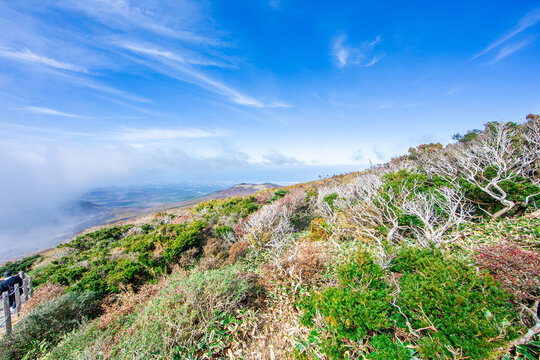 고사목,구상나무,조릿대,군락리,운해,영실코스,영실,한라산,서귀포시,제주도