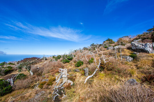 고사목,구상나무,조릿대,군락리,바다,영실코스,영실,한라산,서귀포시,제주도