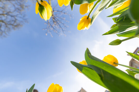 Yellow tulips from low angle view against blue sky