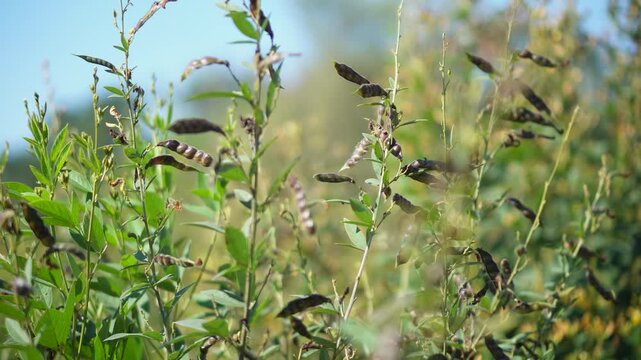 Close-up pigeon pea (tuver/red gram) field showing healthy and slightly dry plants. Highlights crop condition, pod development, and real farming insights under natural sunlight.