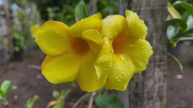 Yellow allamanda flowers with raindrops in soft rotating close up after rain.