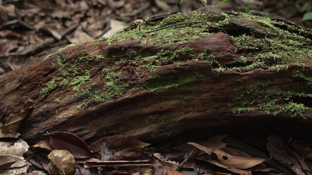 Panning close up of a mossy tree trunk in the Amazon rainforest