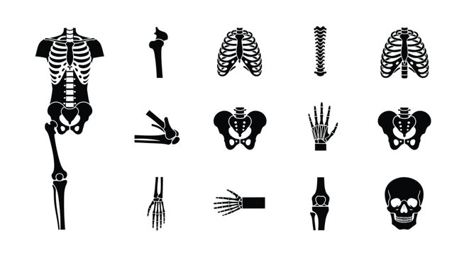 Anatomical illustration depicting various human skeletal components in a black and white style