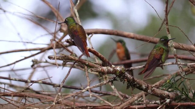 Hummingbird in Natural Environment &ndash; Beauty, Motion and Delicacy of Wildlife