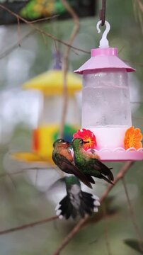Hummingbird in Natural Environment &ndash; Beauty, Motion and Delicacy of Wildlife	