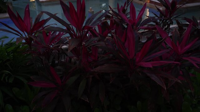 Low-light shot of Cordyline fruticosa 'Red Sister' featuring vibrant magenta and deep purple lanceolate leaves. Tropical foliage background with soft bokeh near a swimming pool at dusk.