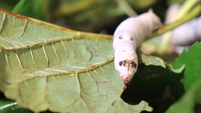 Plump silkworm larvae feeding greedily on mulberry leaves, the origin of silk production
Dense clusters of silkworms wriggling in trays, showcasing the bustling scene of traditional sericulture