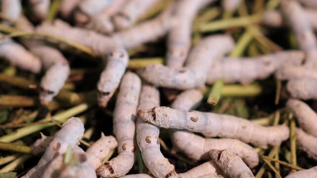 Plump silkworm larvae feeding greedily on mulberry leaves, the origin of silk production
Dense clusters of silkworms wriggling in trays, showcasing the bustling scene of traditional sericulture