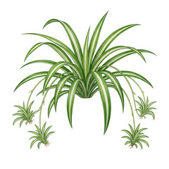 Fototapeta premium Spider plant with variegated green and white leaves and hanging plantlets isolated on a white background