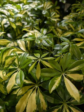 Lush Variegated Schefflera Foliage Pattern Closeup