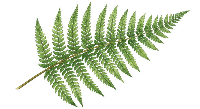 Detailed illustration of a single green fern leaf branch with many small leaflets  natural element transparent background