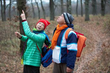 Naklejka premium Two hikers look up at trees while exploring a forest path in autumn during a cloudy day