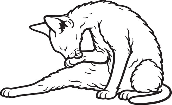 Devon Rex cat grooming belly sitting black and white line art isolated
