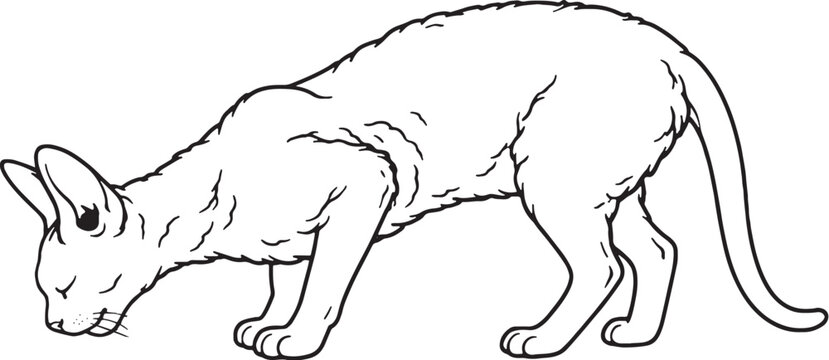 Devon Rex cat drinking posture side view black and white line art isolated
