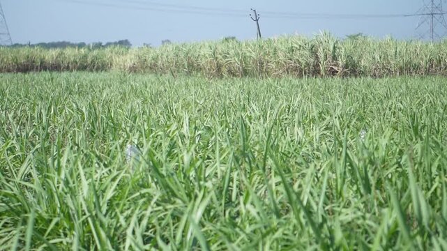 Sugarcane intercropping with healthy growth and smart field management. Learn benefits like better resource use, improved soil fertility, extra income, and higher yields in sustainable farming.