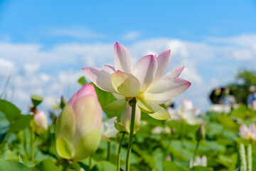 Obraz premium 青空の下に咲く淡いピンク色の蓮の花と蕾のクローズアップ。夏の爽やかな自然風景。